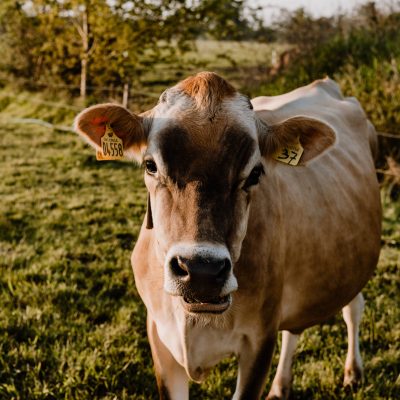 christinesfarm